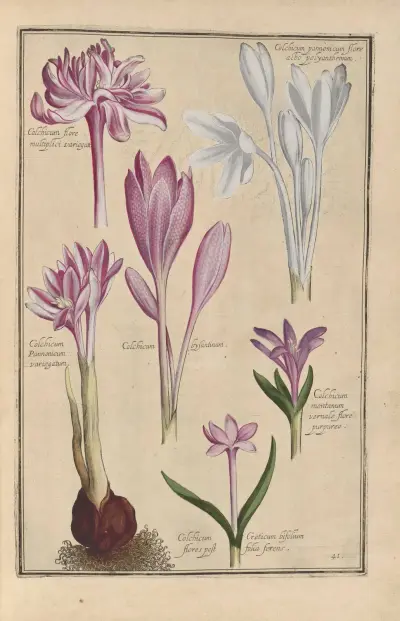Theatrum florae Pl.43 av Daniel Rabel