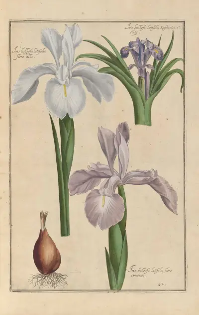 Theatrum florae pl. 44 av Daniel Rabel