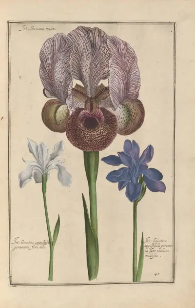 Theatrum florae Pl.47 av Daniel Rabel