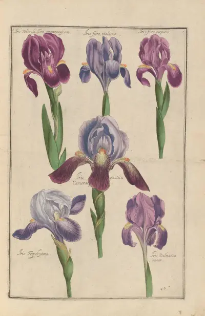 Theatrum florae Pl.48 av Daniel Rabel
