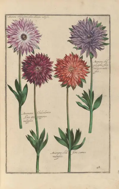 Theatrum florae Pl.50 av Daniel Rabel
