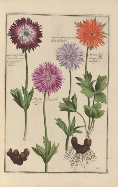 Theatrum florae Pl.51 av Daniel Rabel