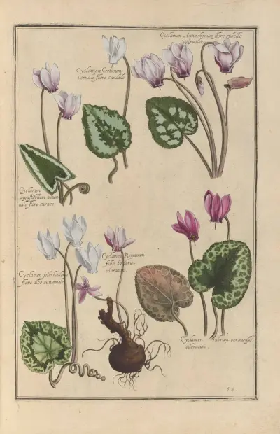 Theatrum florae Pl.56 av Daniel Rabel