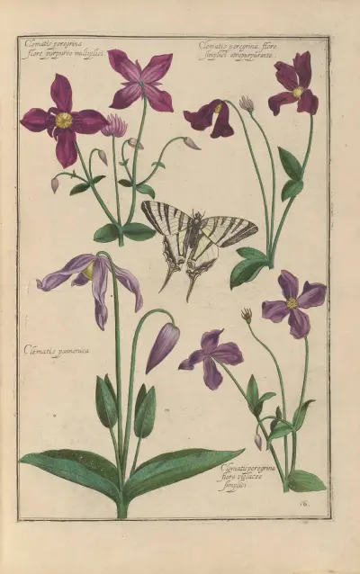 Theatrum florae Pl.58 av Daniel Rabel
