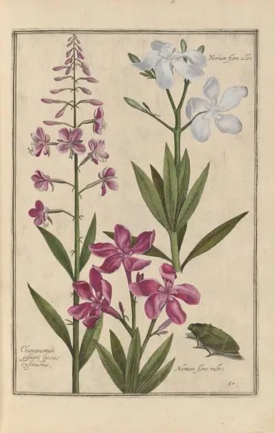 Theatrum florae Pl.59 av Daniel Rabel
