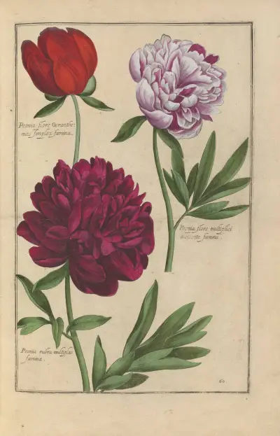 Theatrum florae Pl.62 av Daniel Rabel