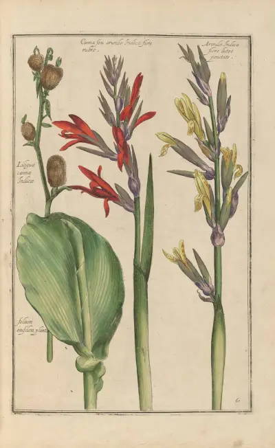 Theatrum florae pl. 63 av Daniel Rabel