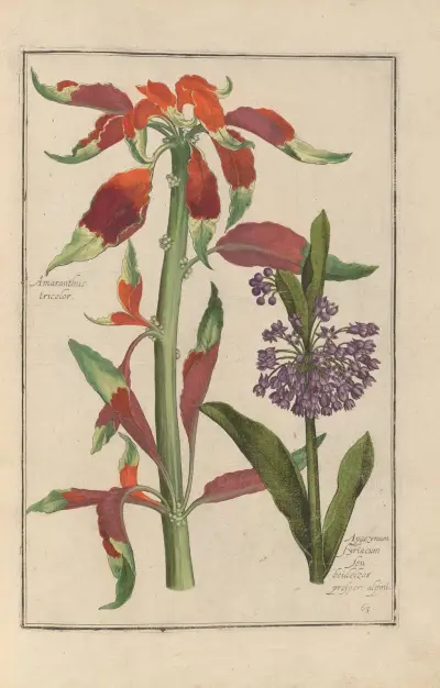 Theatrum florae Pl.65 av Daniel Rabel