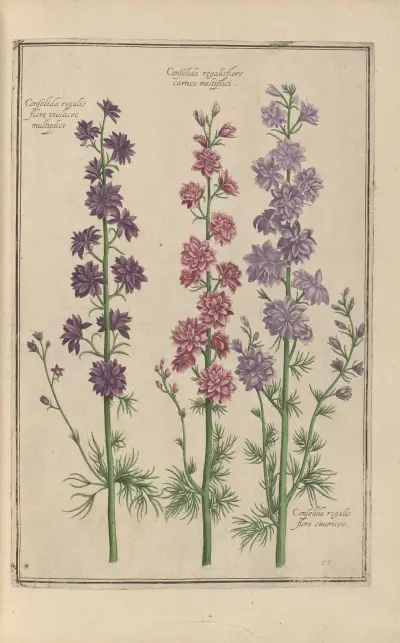 Theatrum florae Pl.67 av Daniel Rabel