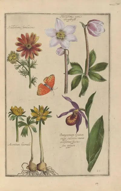 Theatrum florae Pl.68 av Daniel Rabel