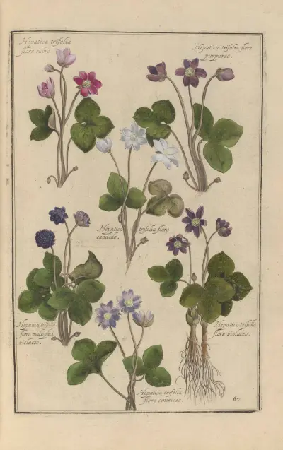 Theatrum florae Pl.69 av Daniel Rabel
