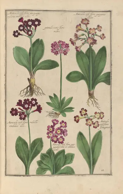 Theatrum florae Pl.70 av Daniel Rabel