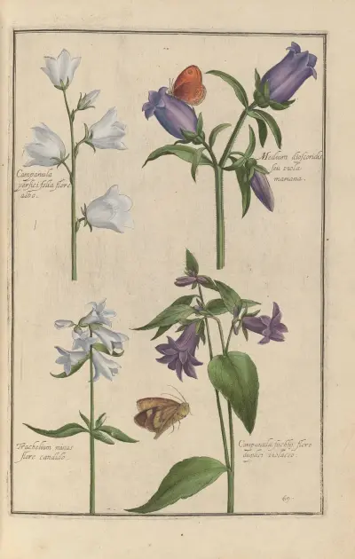 Theatrum florae Taf. 71 von Daniel Rabel