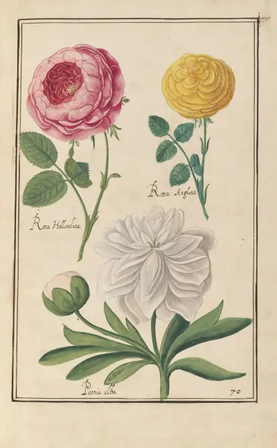 Theatrum florae Pl.72 av Daniel Rabel