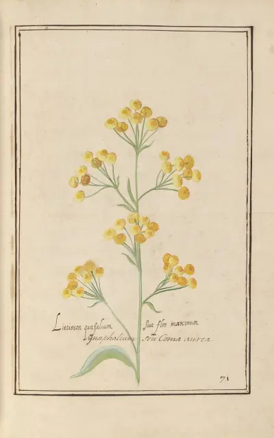 Theatrum florae Pl.73 av Daniel Rabel