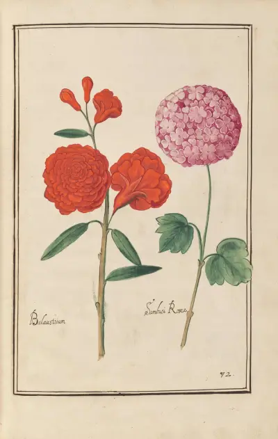 Theatrum florae Pl.74 av Daniel Rabel