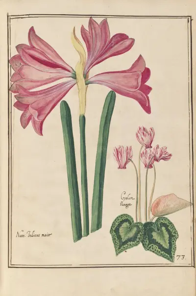 Theatrum florae Taf. 75 von Daniel Rabel