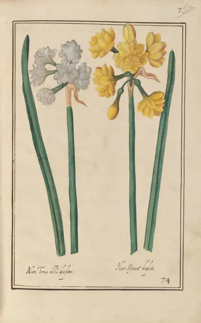 Theatrum florae Pl. 76 von Daniel Rabel
