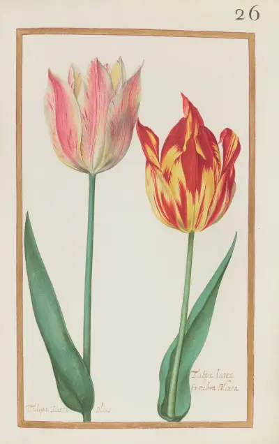 Tulipa mixta olias ; tulipa lutea et rubra mixta av Daniel Rabel