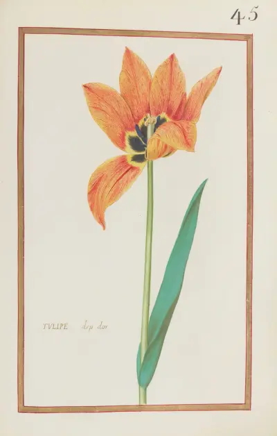 Tulipe drp dor von Daniel Rabel