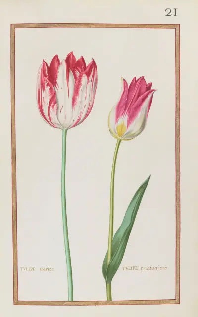 Variierte Tulpe; Frühlings-Tulpe von Daniel Rabel