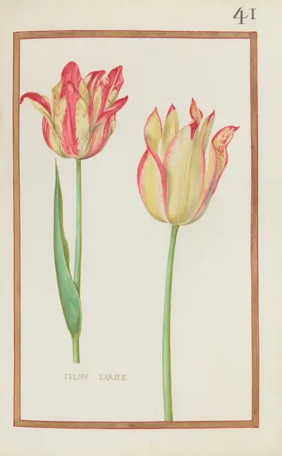 Tulipe variee av Daniel Rabel
