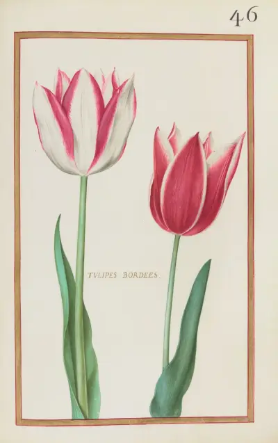 Tulipes bordees av Daniel Rabel