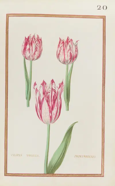 Verschiedene frühe Tulpen von Daniel Rabel