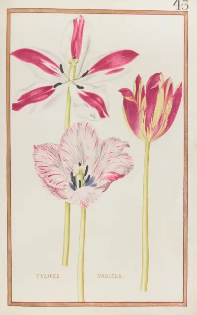 Różnorodne tulipany, 1624 – Nr. 1, Daniel Rabel