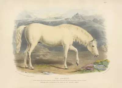 The Arabian av David Low