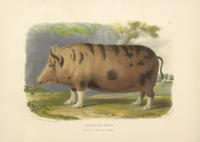 The Berkshire Breed av David Low