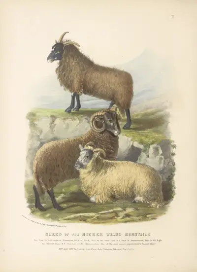 Die Rasse des höheren walisischen Berglands von David Low
