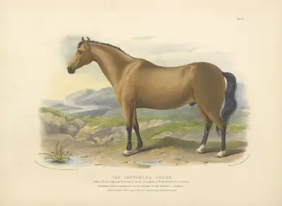 The Connamara Horse av David Low