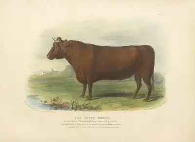 The Devon Breed av David Low