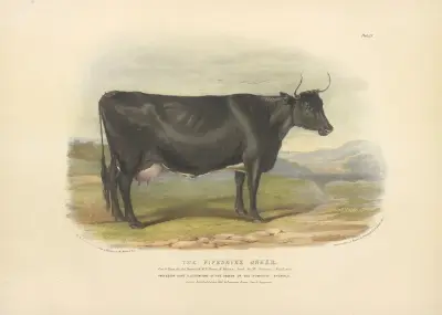 The Fifeshire Breed av David Low