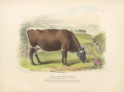 The Glamorgan Breed av David Low
