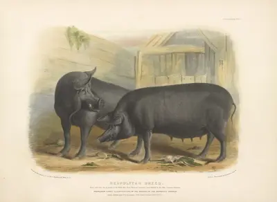 The Neapolitan Breed av David Low