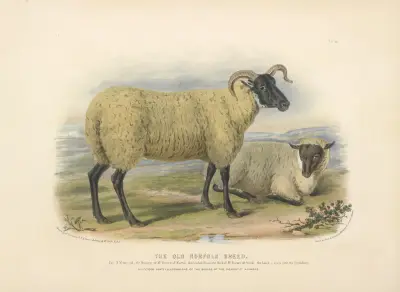 The Old Norfolk Breed av David Low