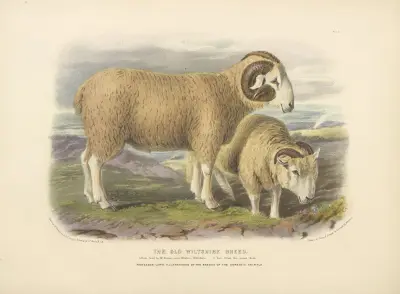 The Old Wiltshire Breed av David Low