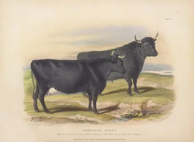 The Pembroke Breed av David Low