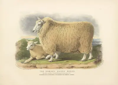 The Romney Marsh Breed av David Low