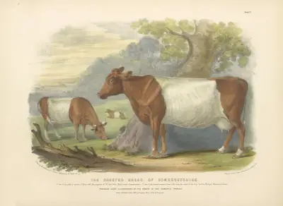 The Sheeted Breed of Somersetshire av David Low