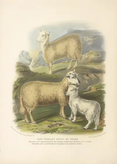 The Soft-Woolled Sheep of Wales av David Low