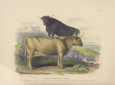 The West Highland Breed av David Low