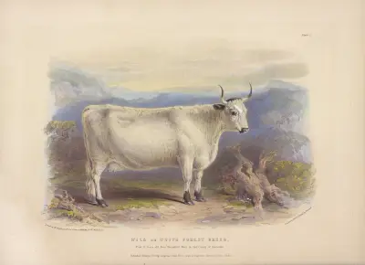The Wild or White Forest Breed, 1842 – nr 1 av David Low