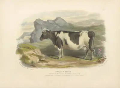 The Zetland Breed av David Low