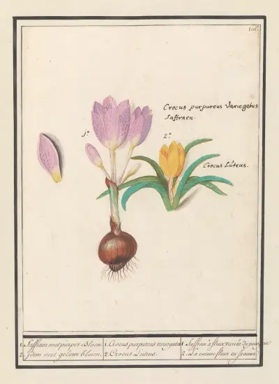 1. Corcus purpereus variegatus 2. Corcus Lutens. av Anselmus Boëtius de Boodt