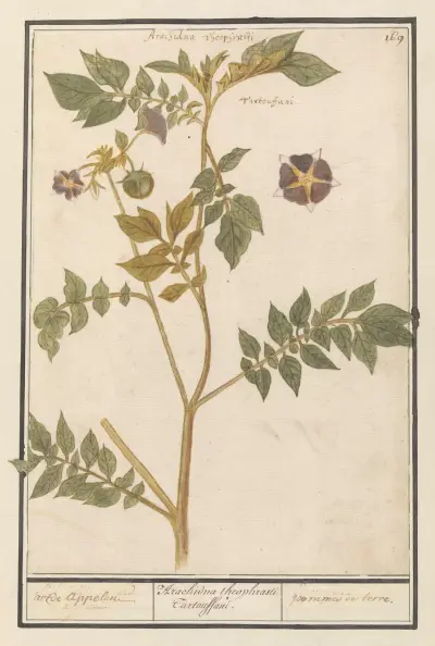 Aardappel (Solanum tuberosum) aerde appelen. Arachidna theophrasti Tartouffani. pommes de terre. av Anselmus Boëtius de Boodt