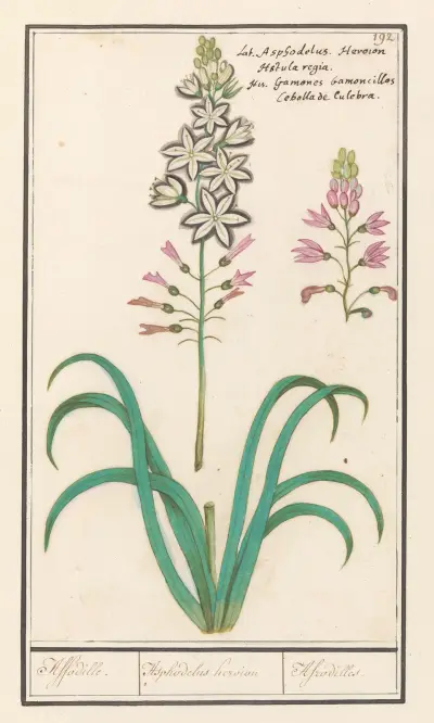 Affodil (Asphodelus) Affodille. Asphodelius heroion Afrodilles. av Anselmus Boëtius de Boodt