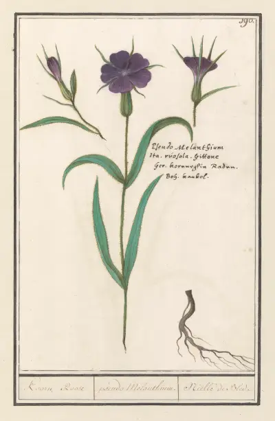 Bolderik (Agrostemma githago) Koorn Roose pseudo Melanthium. Niëlle de Bled av Anselmus Boëtius de Boodt